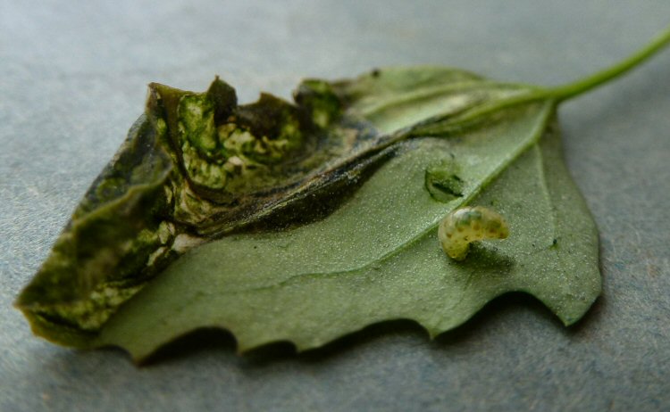 larva entering the leaf