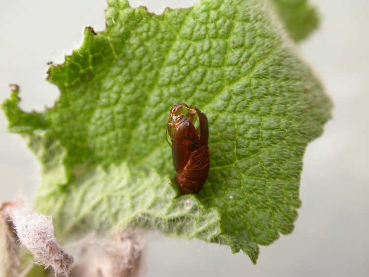 exuviae