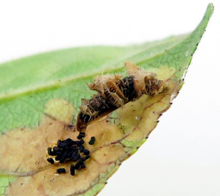 case has fragments of leaves incorporated 