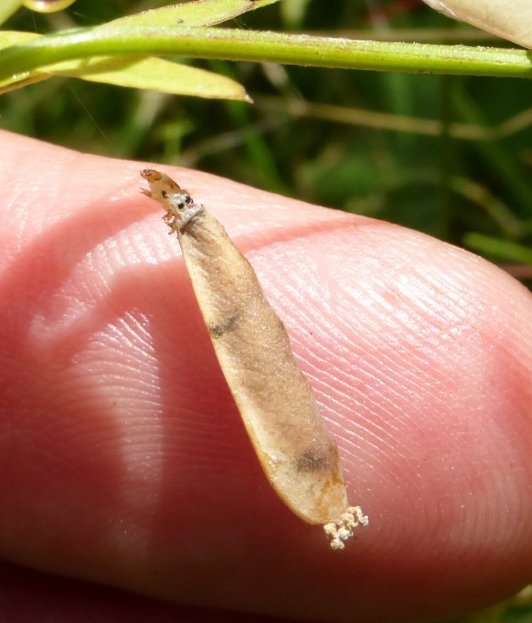 larva
