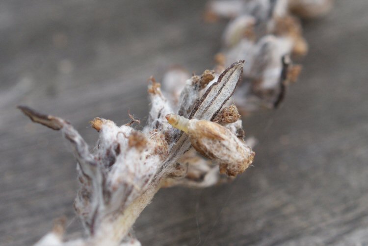 larva
