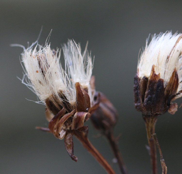 case hidden in pappus