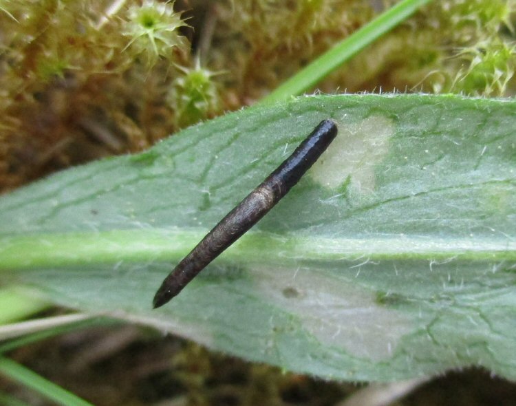 dorsal view of case