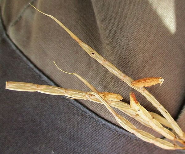 case on seed pods