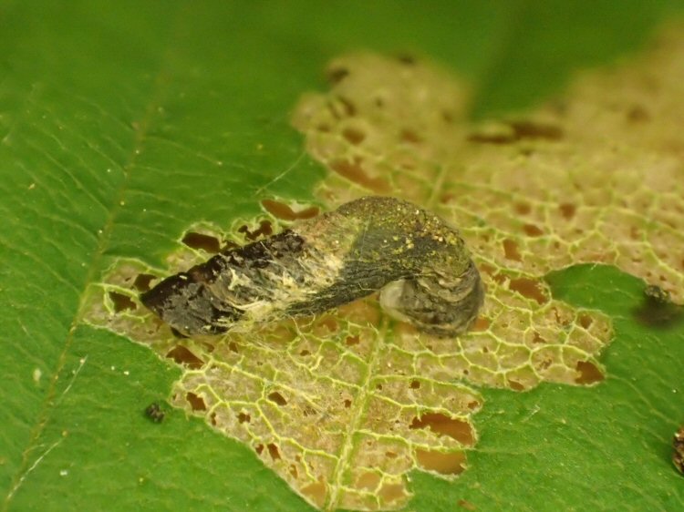 skeletonizes leaves
