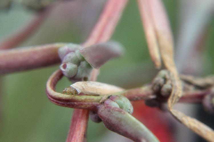 larva