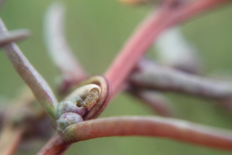 larva feeding