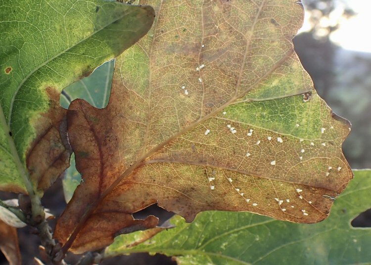 feeding marks on leaf