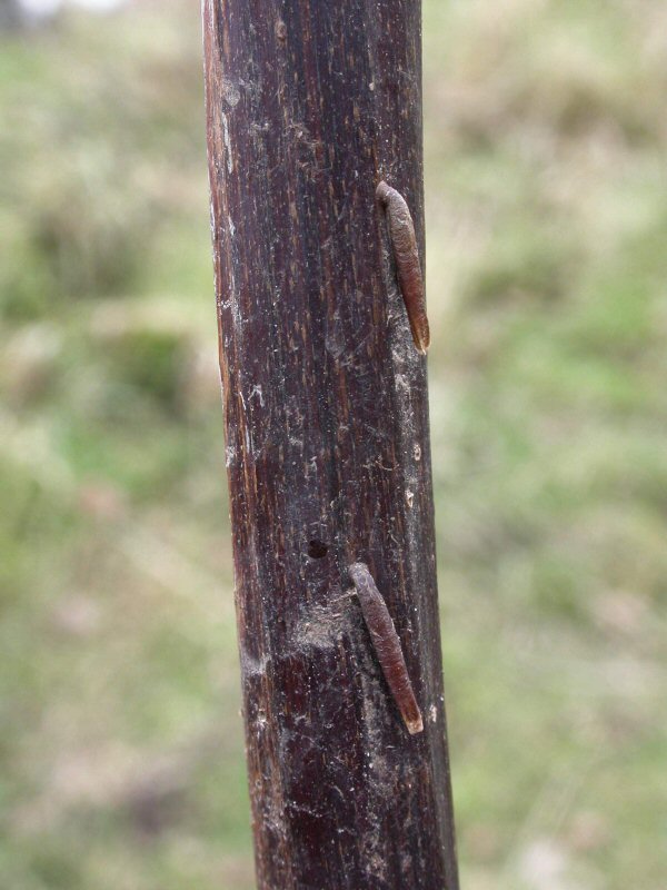 the case is fixed to the stem