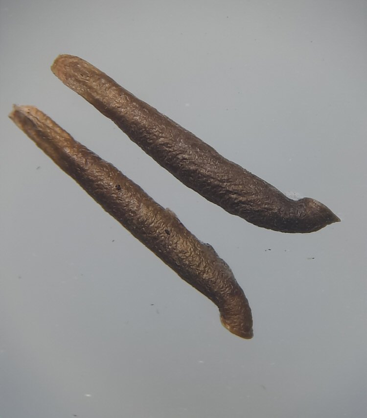 case in lateral view