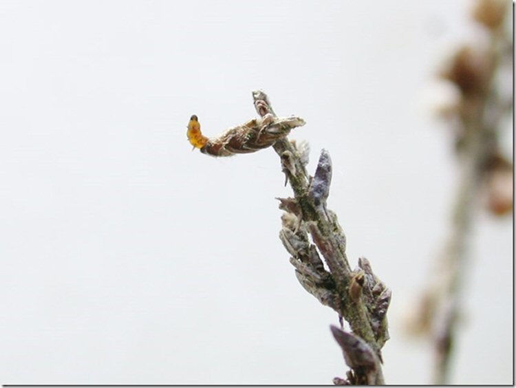 larva