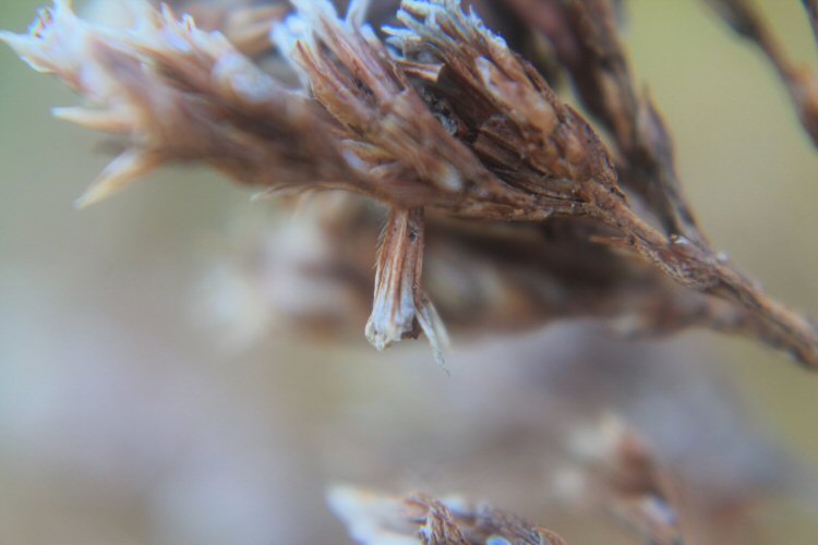 larva feeds inside a flower head