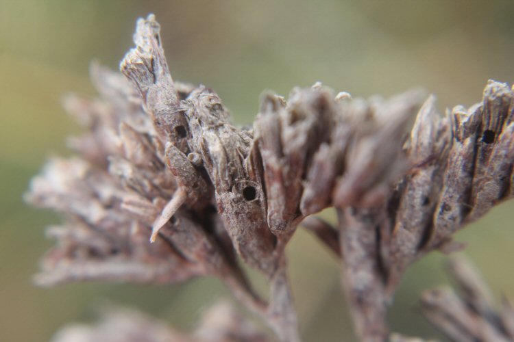holes made by feeding larvae