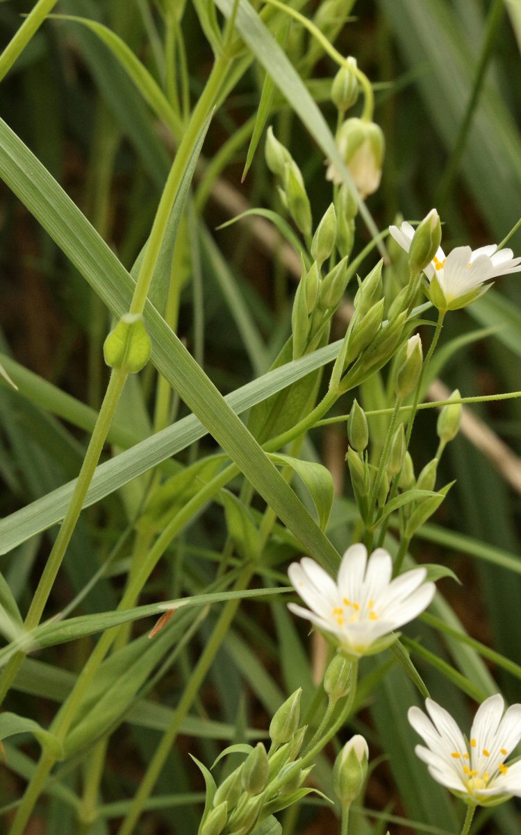 feeding on Greater Stitchwort