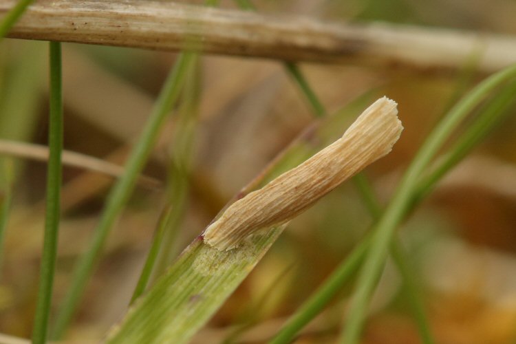 mature larva