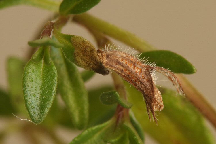 young larval case