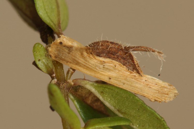 grass added to larval case