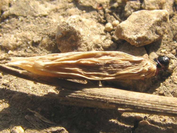 larva in case