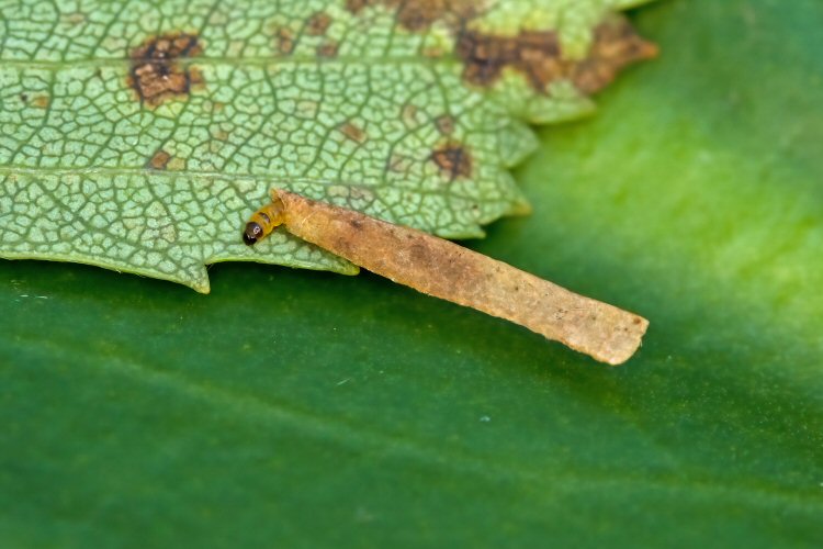 larva
