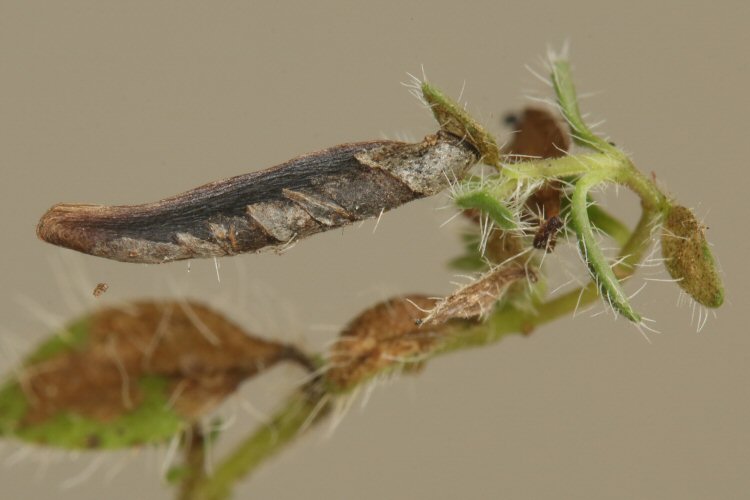 case lateral view