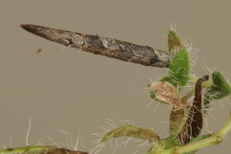 case, dorsal view