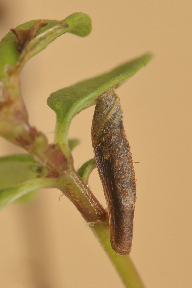 case, lateral view