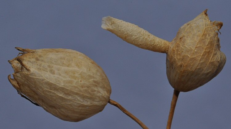 case attaches to seedhead