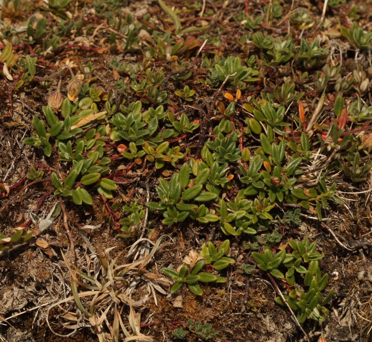 habitat and case