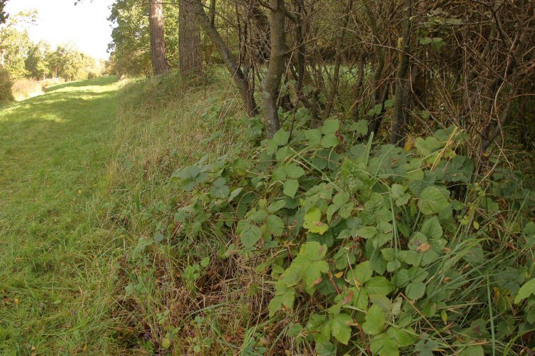habitat