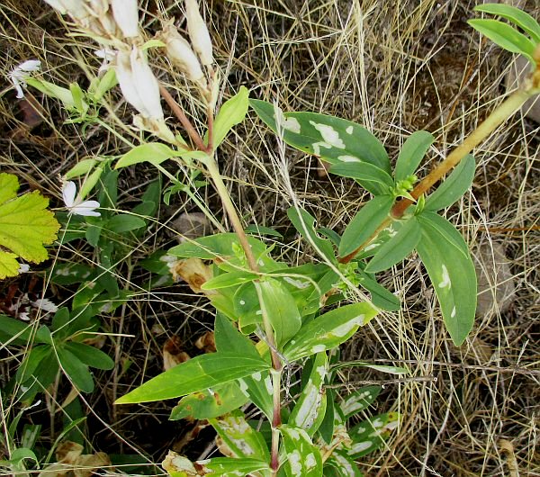 feeding signs
