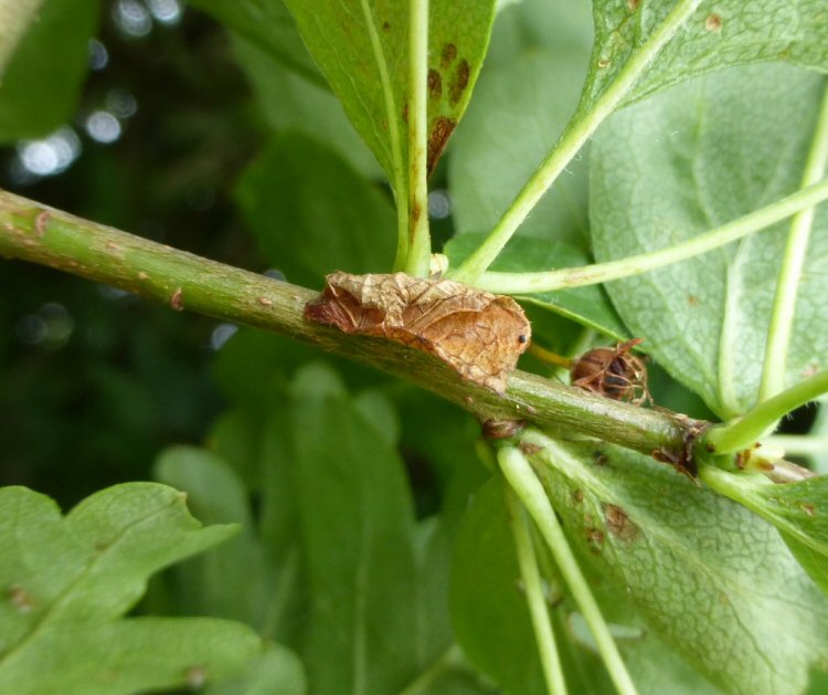 the leaf making the case withers