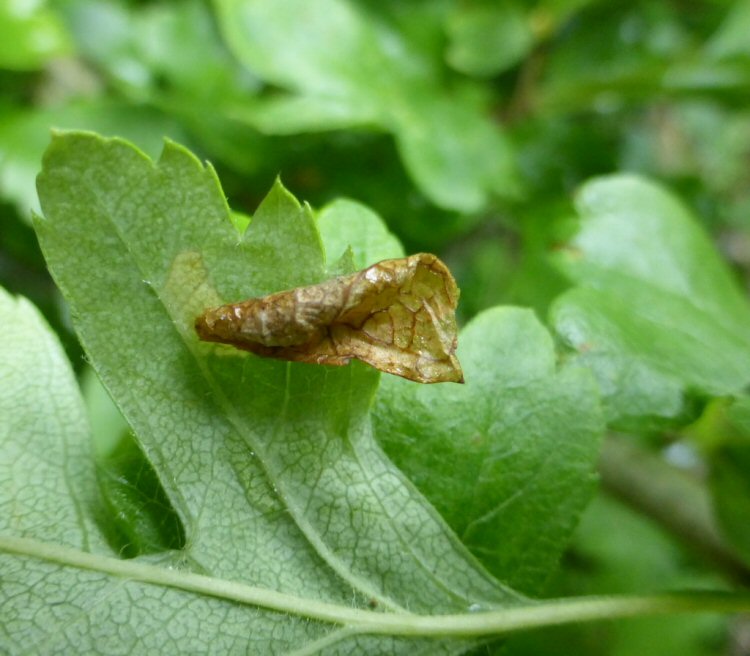 the leaf making the case withers