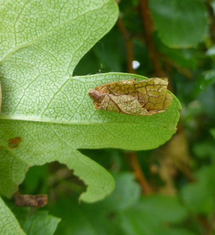 the leaf making the case withers