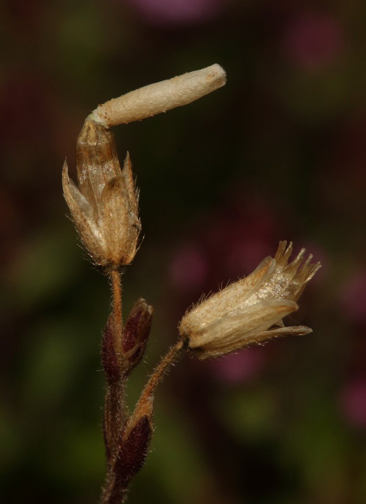 case on seedpod