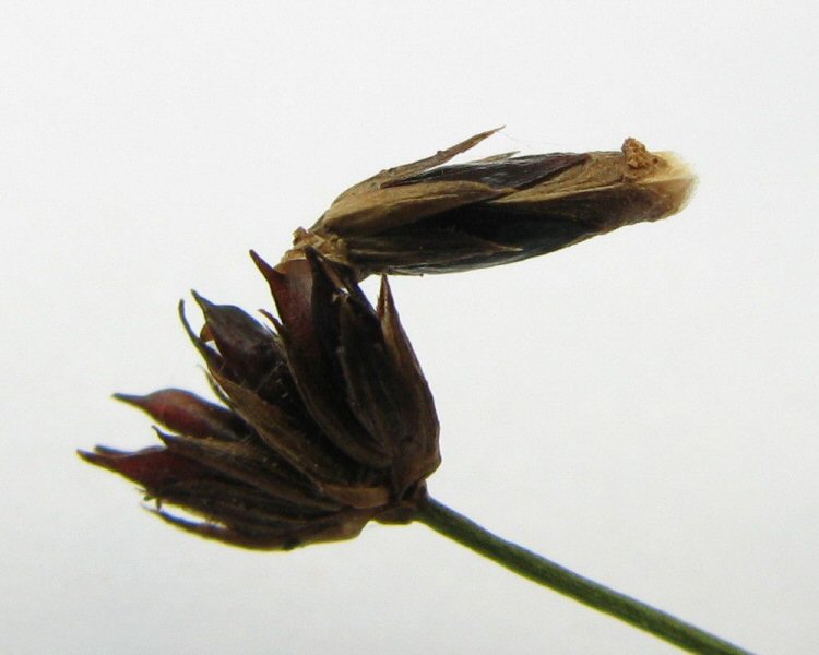 the case is embedded in the seed 