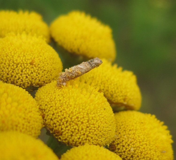 case coated in pollen