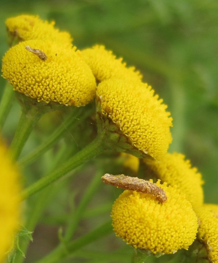 case covered in pollen