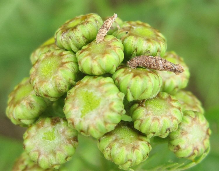 cases on flower