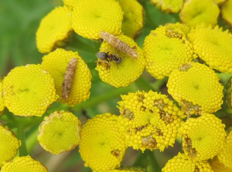 cases on flowerhead