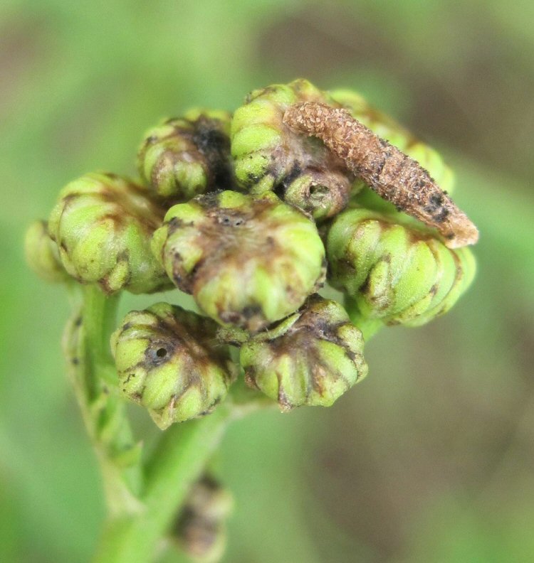 case on flower