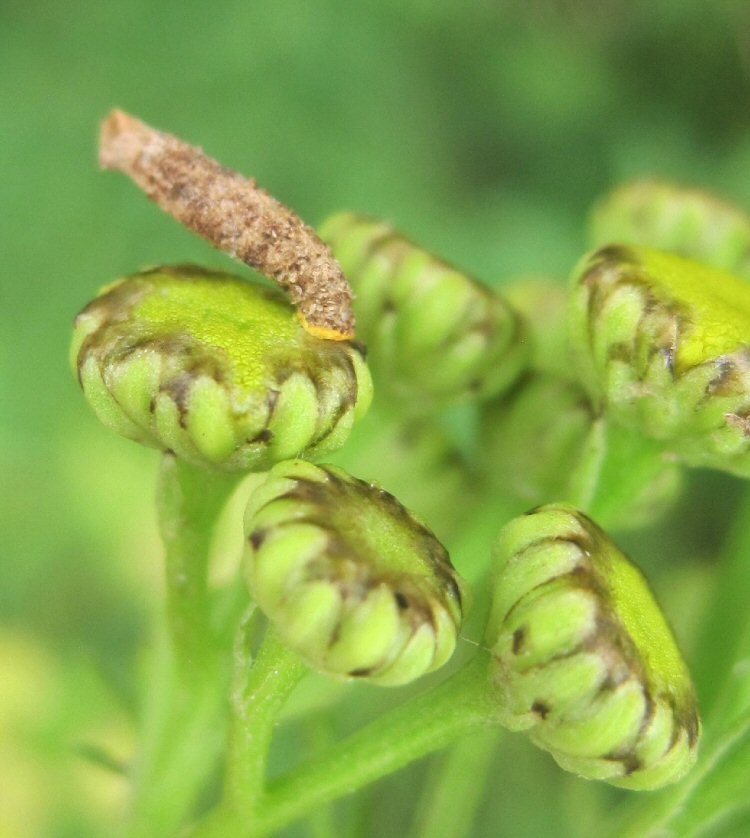 case on flowerhead