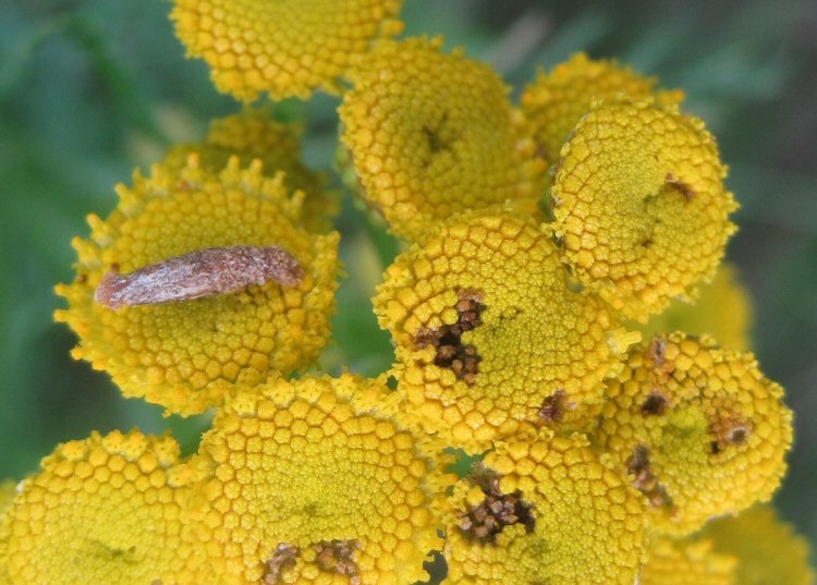 case on flower