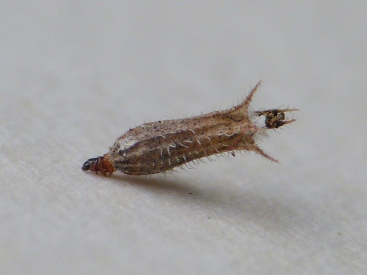 larva 