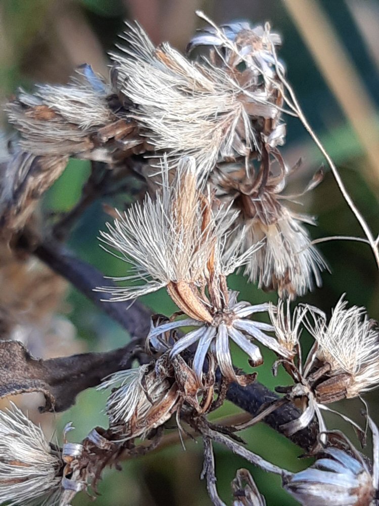feeds on Golden Rod