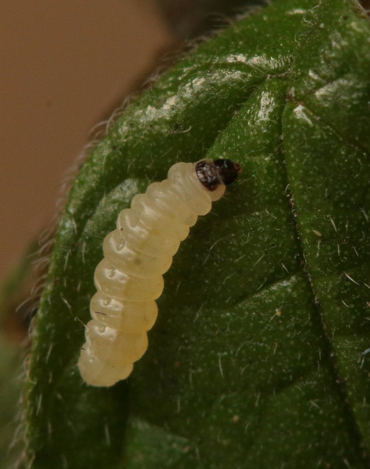 larva