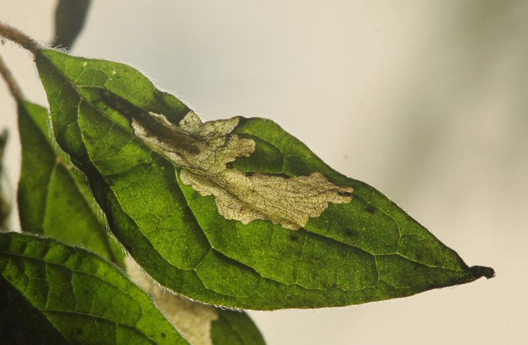 larva in mine