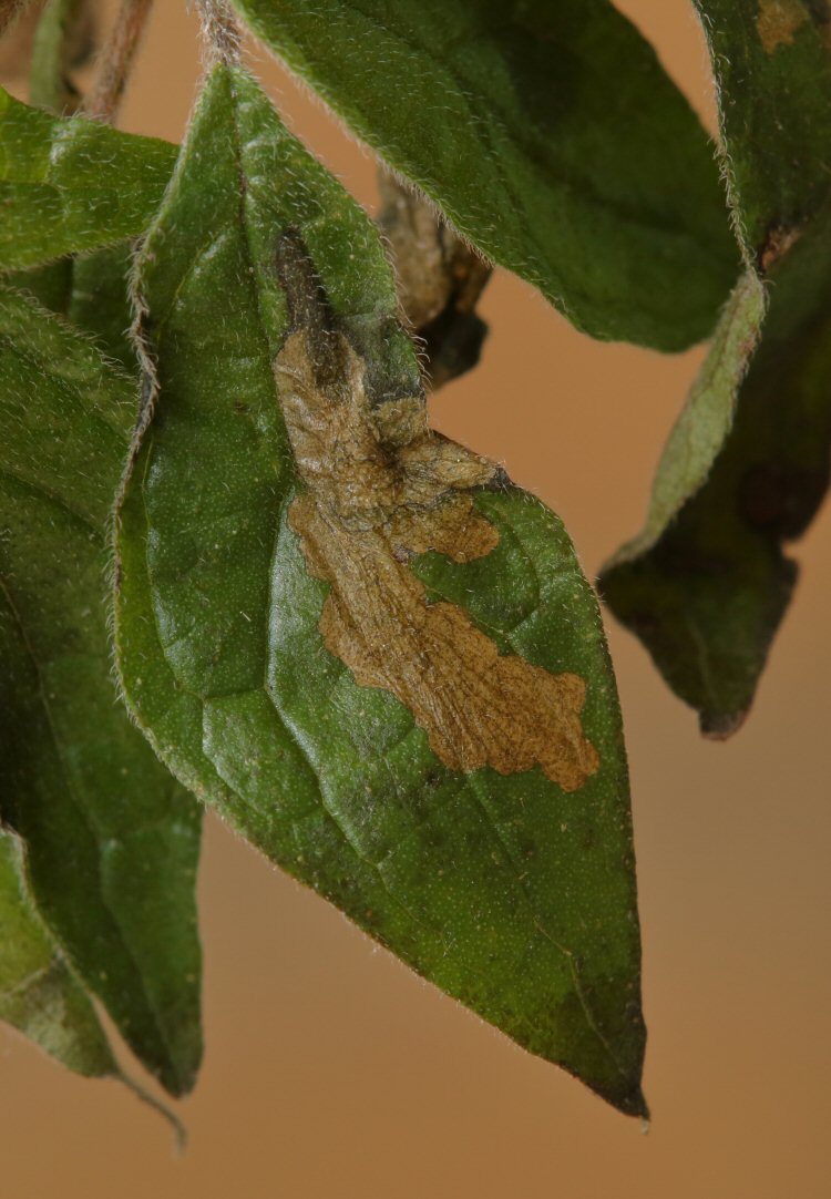 pupa