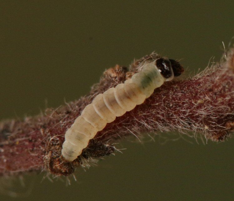 larva