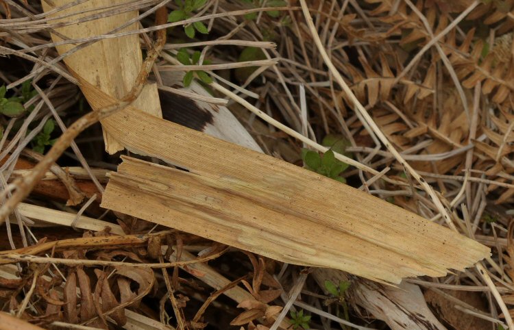 old mines in a fallen reed