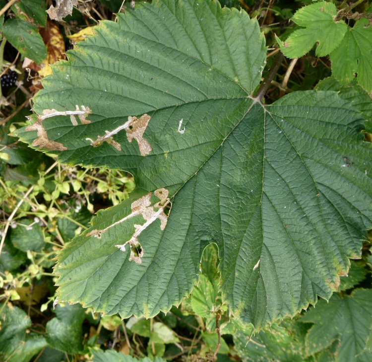 several mines on a leaf